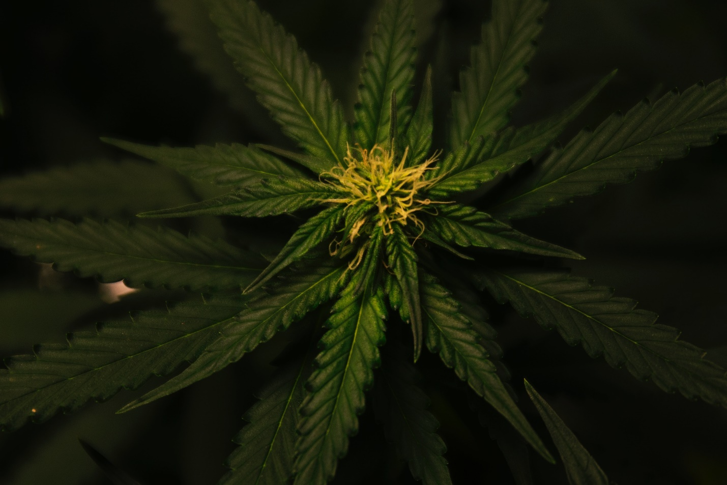 Understanding Hybrid Cannabis: The Best of Both Worlds