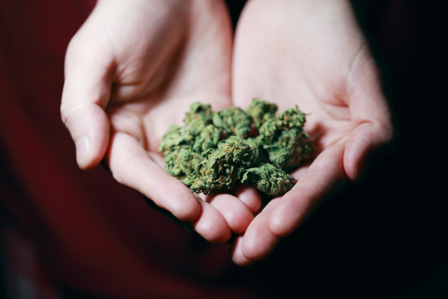 A person holds out cannabis product in their hands