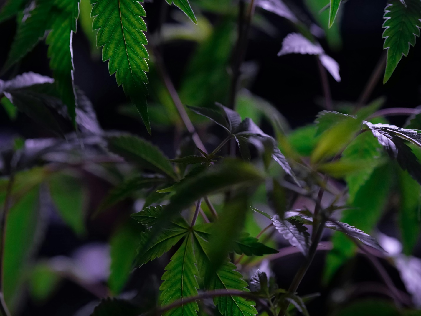 A close-up image of a cannabis plant, displaying its leaves and stems against a black background, highlighting the significance of cannabis in Vancouver.