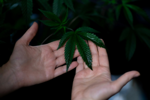 Two hands hold up a cannabis leaf on a plant against a black background, showcasing the culture of cannabis in Vancouver.