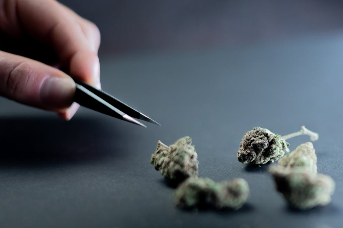 Close-up of a person picking up cannabis flower