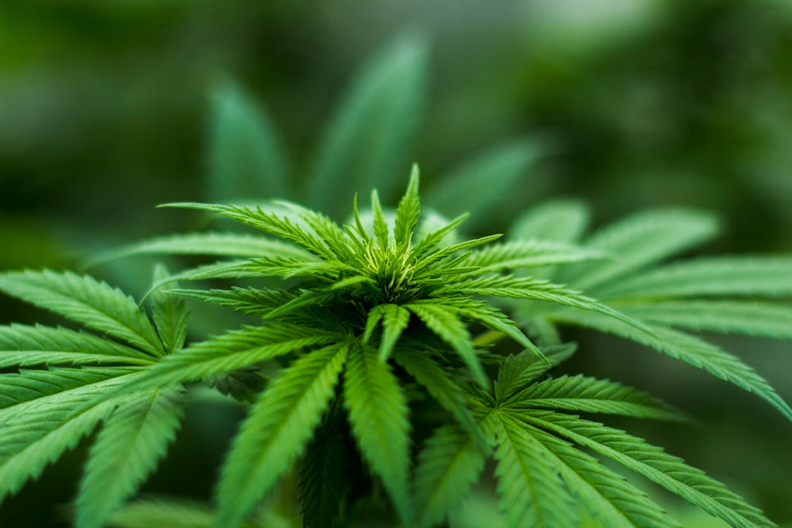 Cannabis 101: Reading Labels, Percentages, and Product Categories