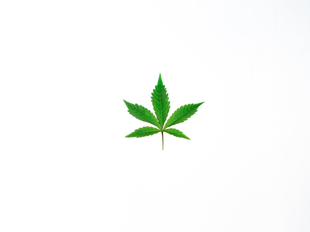Close-up of cannabis flower on a white background, highlighting terpene-rich, boutique-quality cannabis products