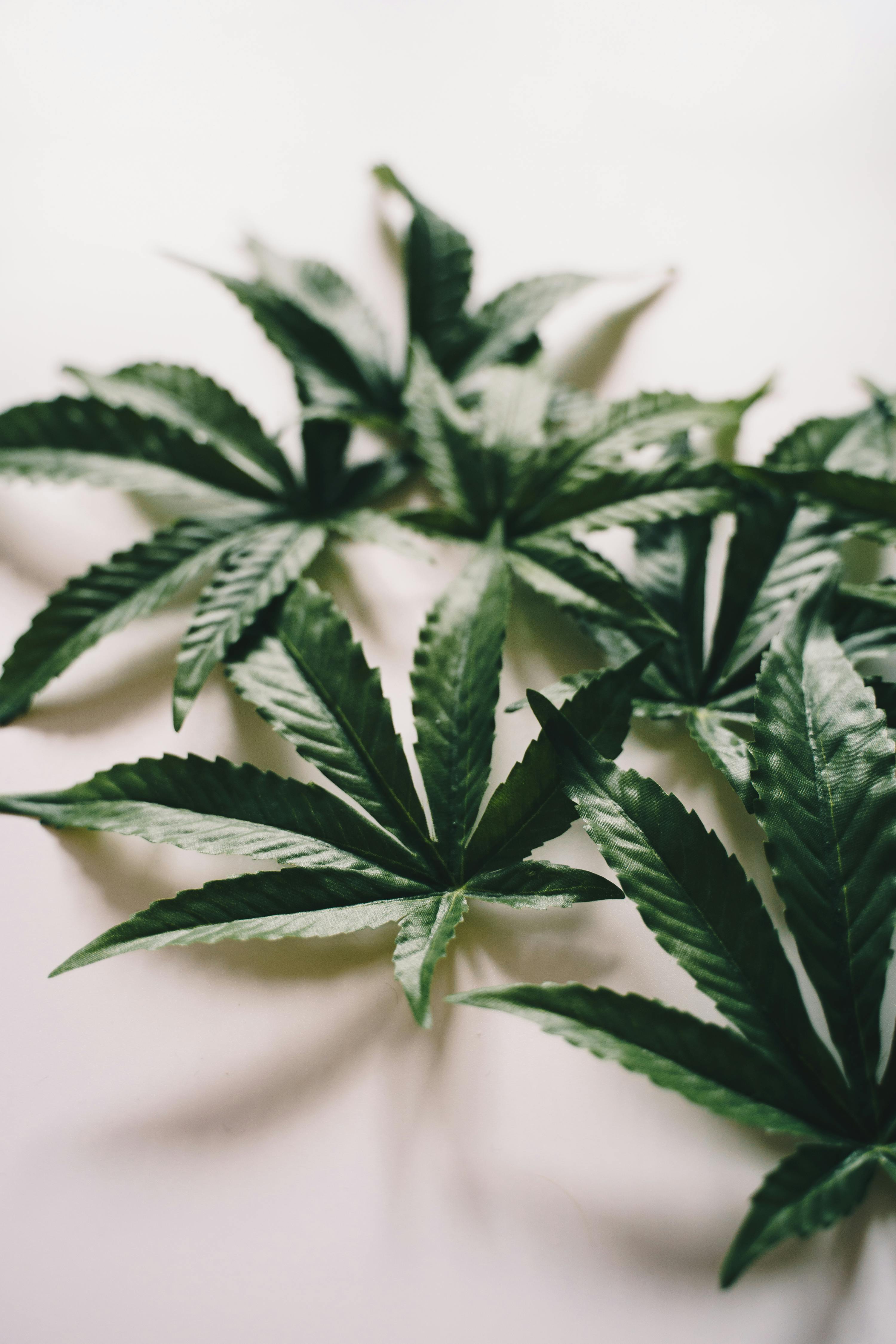 Fresh green cannabis leaves arranged on a neutral background