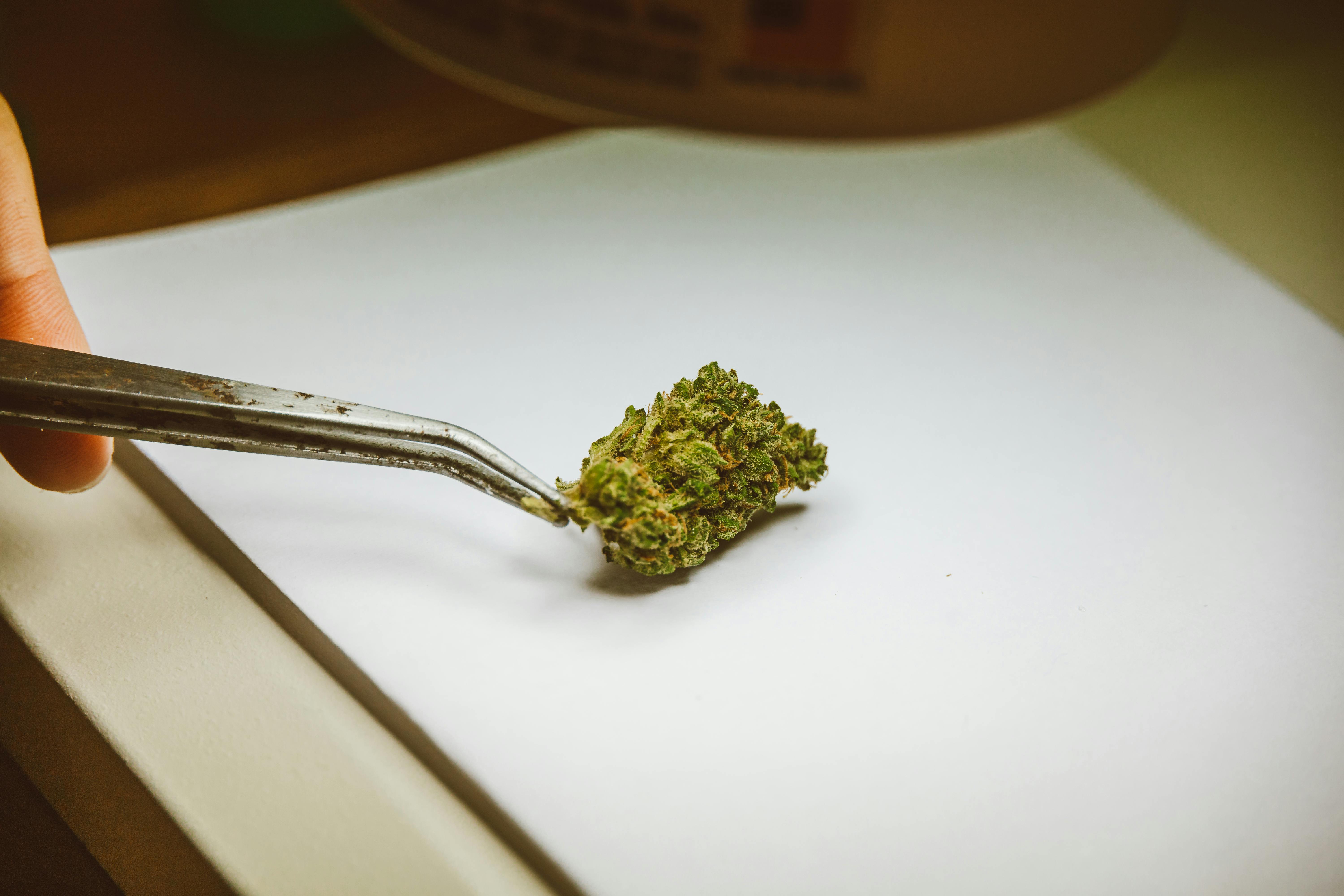 hand holding a cannabis flower with tweezers for close inspection
