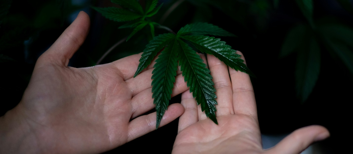 Two hands hold up a cannabis leaf on a plant against a black background, showcasing the culture of cannabis in Vancouver.