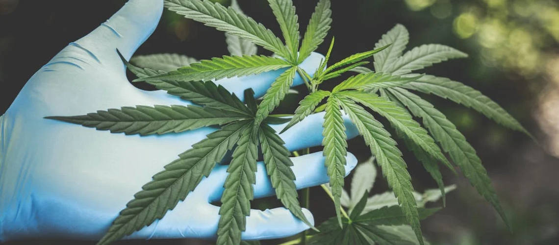A professional holding a cannabis leaf gently in a gloved hand