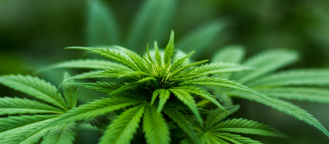 Close-up of a cannabis plant